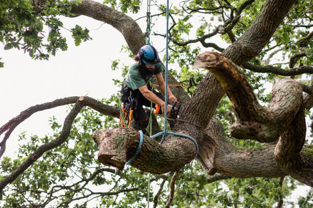 Reliable Schaumburg, IL Tree Services Solutions