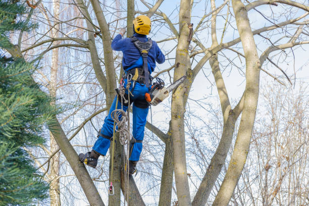 How Our Tree Care Process Works  in  Schaumburg, IL